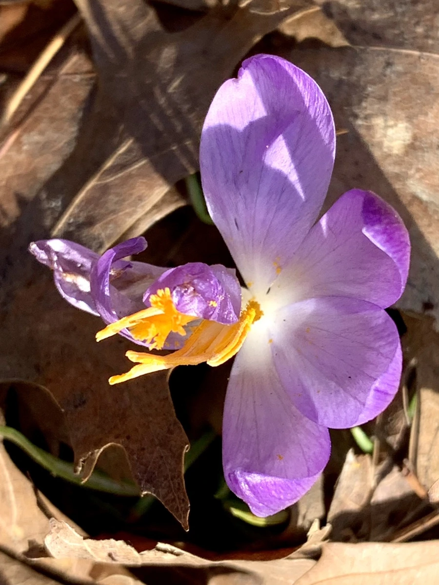 IMG_9615.jpg?type=w966