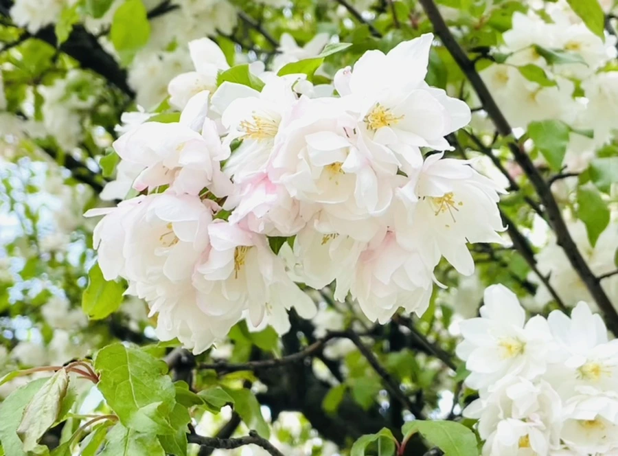 IMG_2318.jpg?type=w966