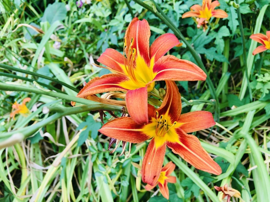 IMG_0328.jpg?type=w966