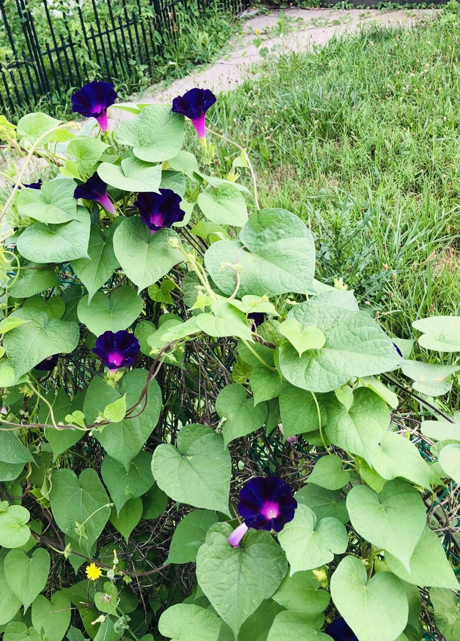 IMG_4551.jpg?type=w966