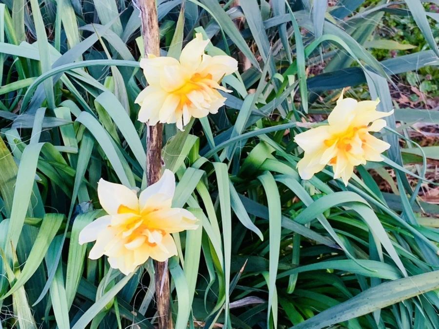 IMG_7421.jpg?type=w966