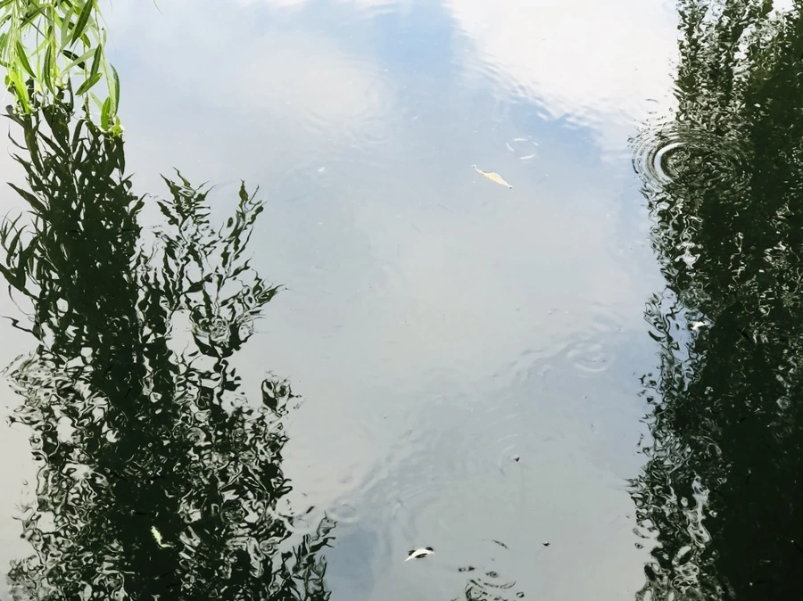 IMG_3088.jpg?type=w966