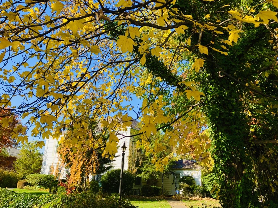 IMG_4147.jpg?type=w966