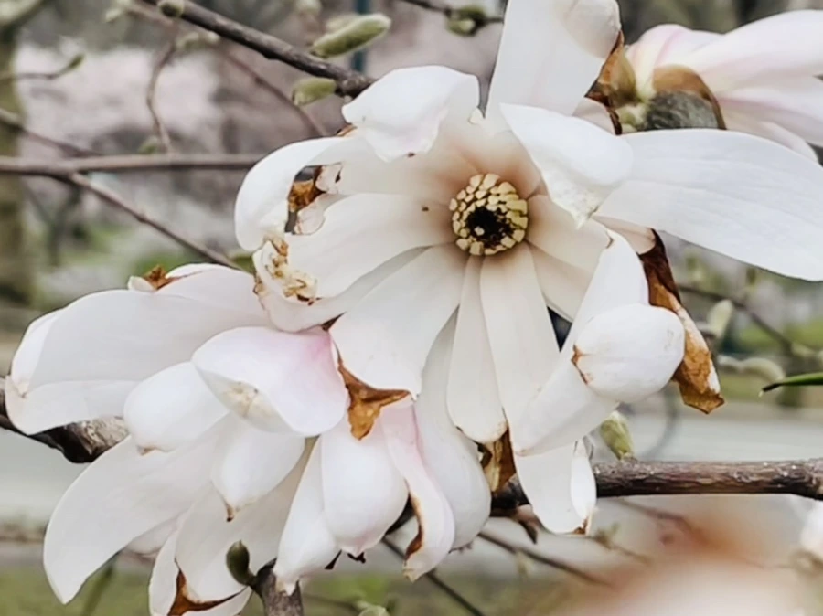 IMG_8152.jpg?type=w966