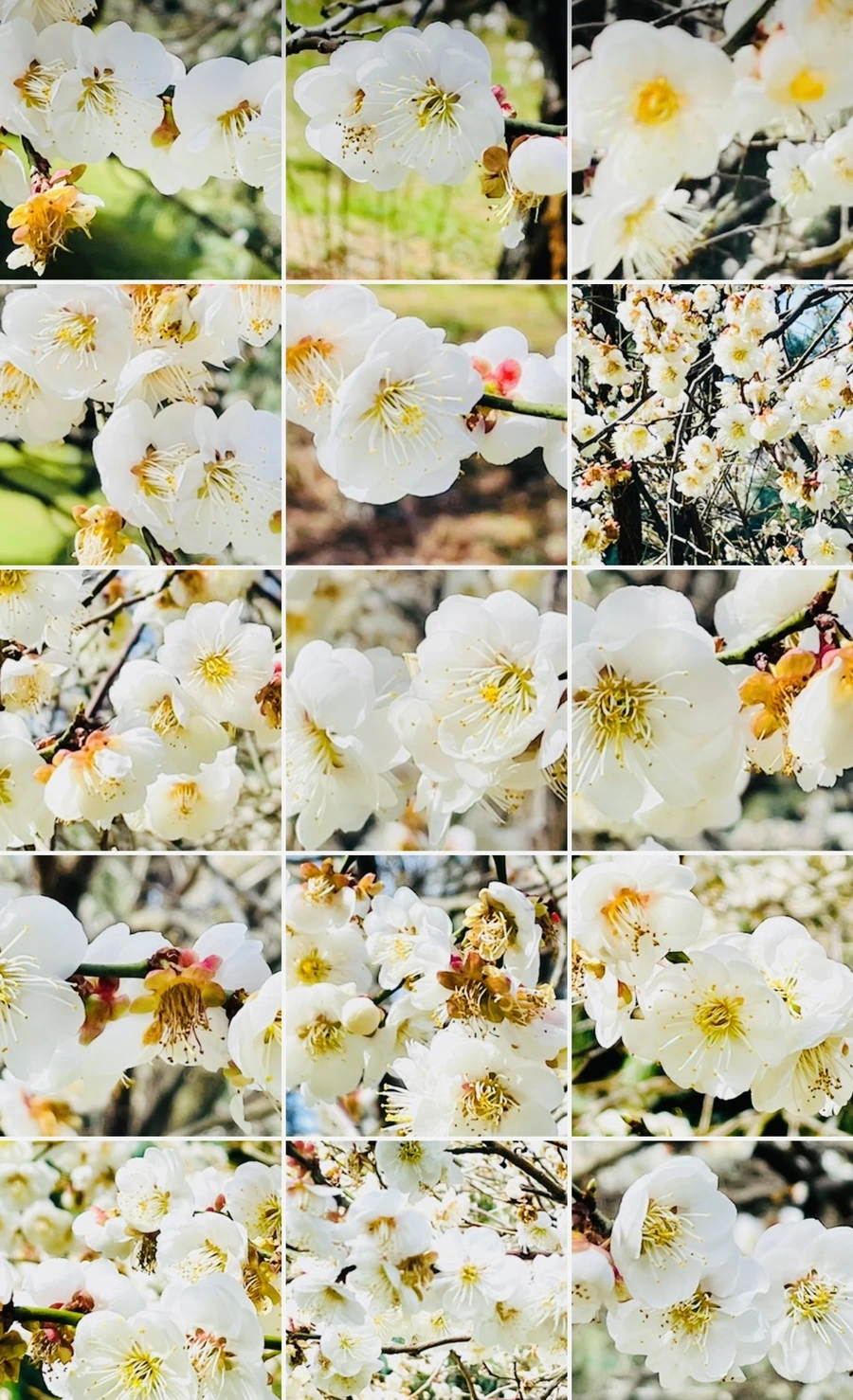 IMG_6645.jpg?type=w966