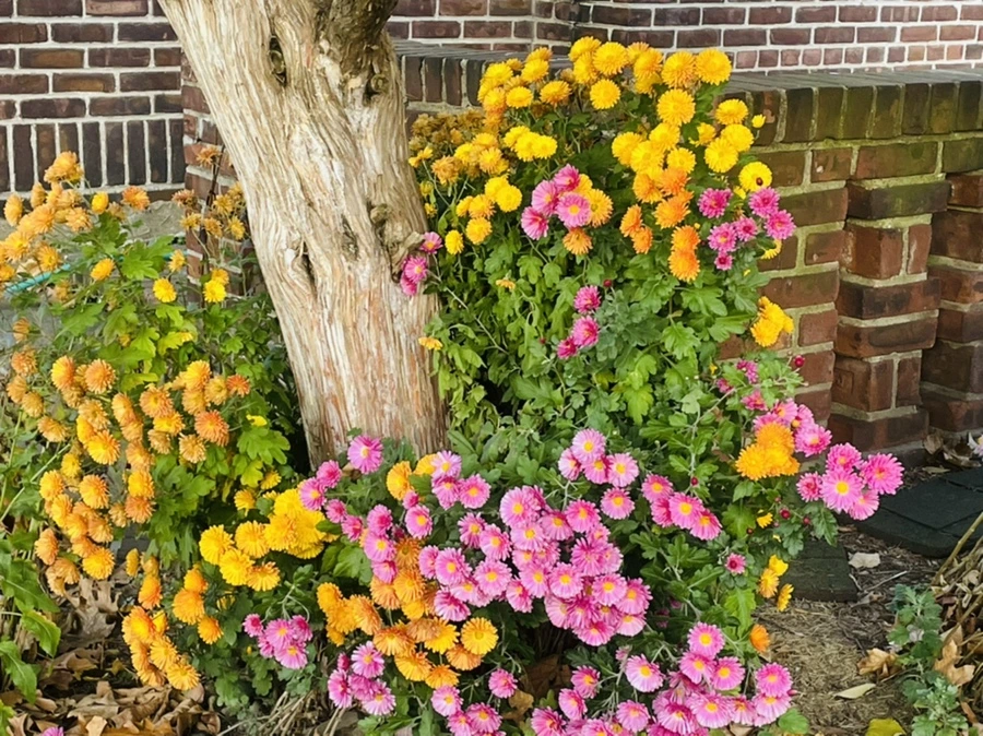 IMG_5897.jpg?type=w966