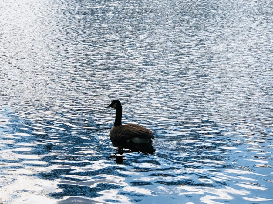 IMG_4311.jpg?type=w966