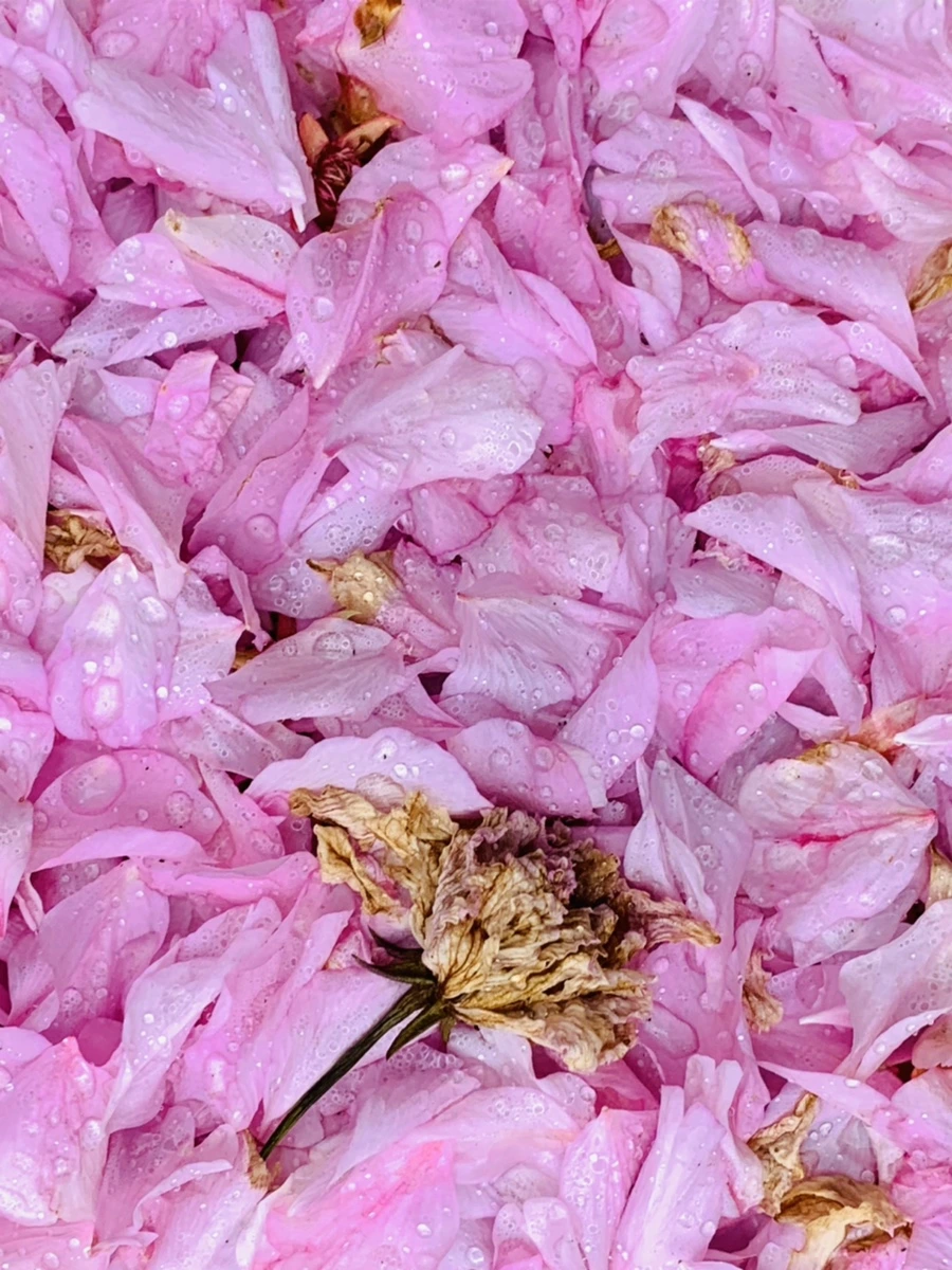 IMG_7272.jpg?type=w966