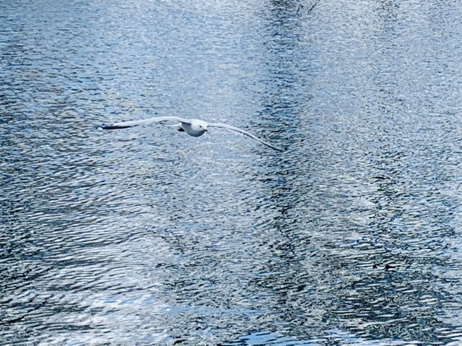 IMG_7423.jpg?type=w966