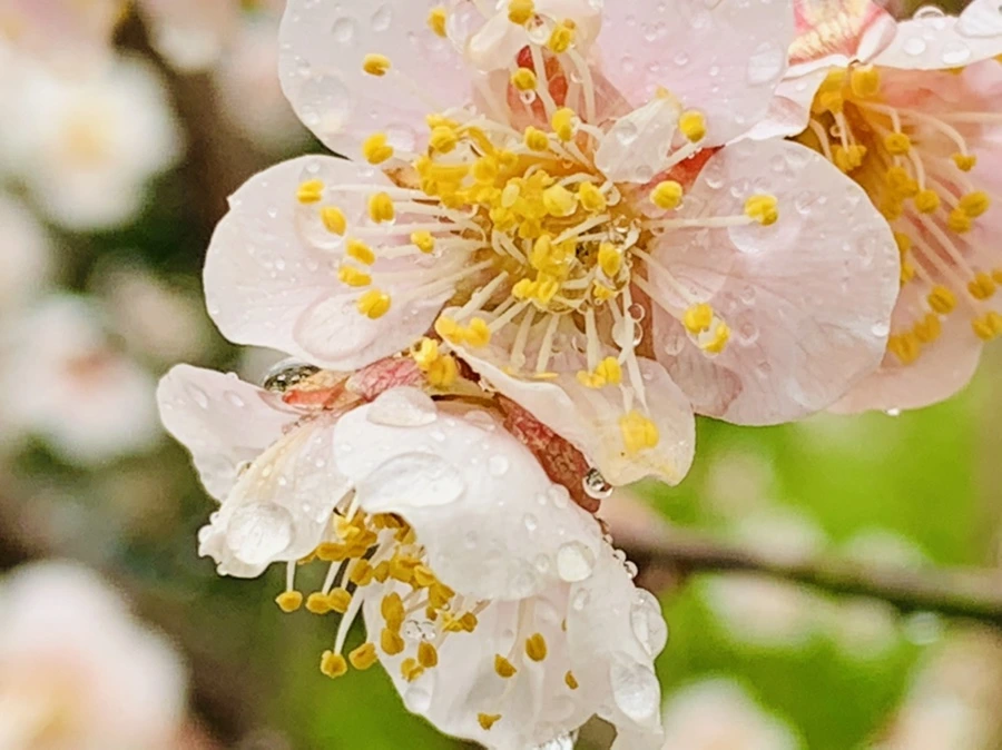 IMG_2008.jpg?type=w966