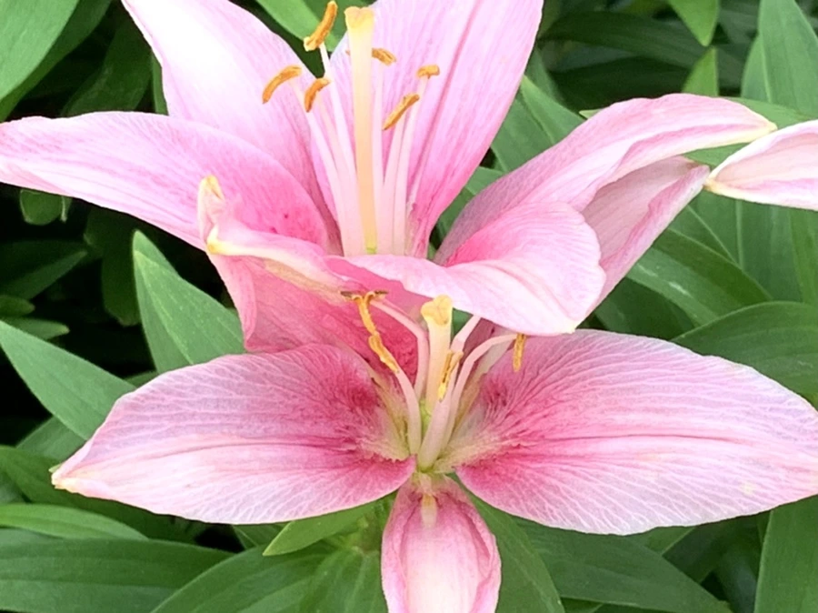 IMG_5687.jpg?type=w966