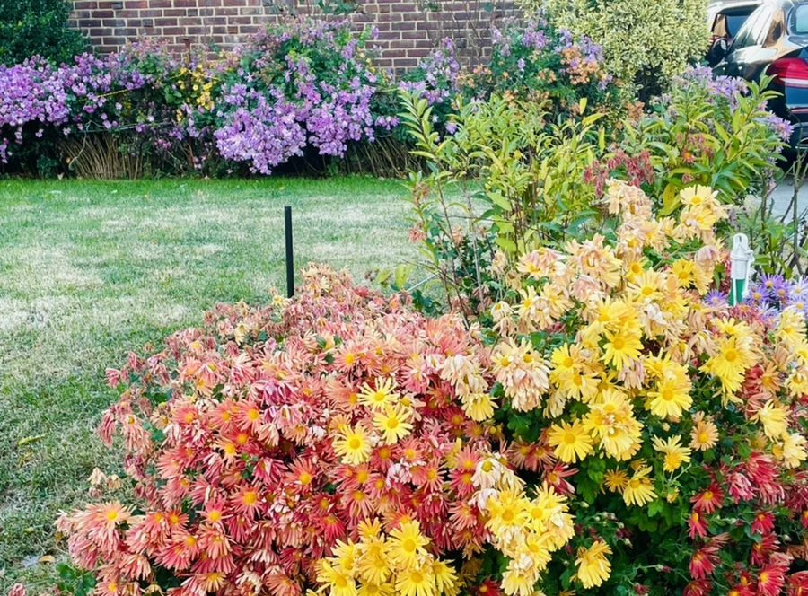 IMG_4103.jpg?type=w966