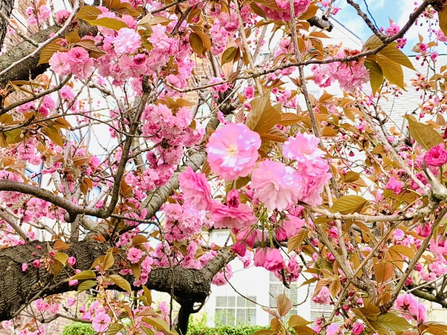 IMG_4349.jpg?type=w966