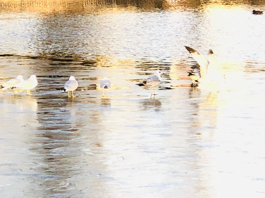 IMG_0877.jpg?type=w966