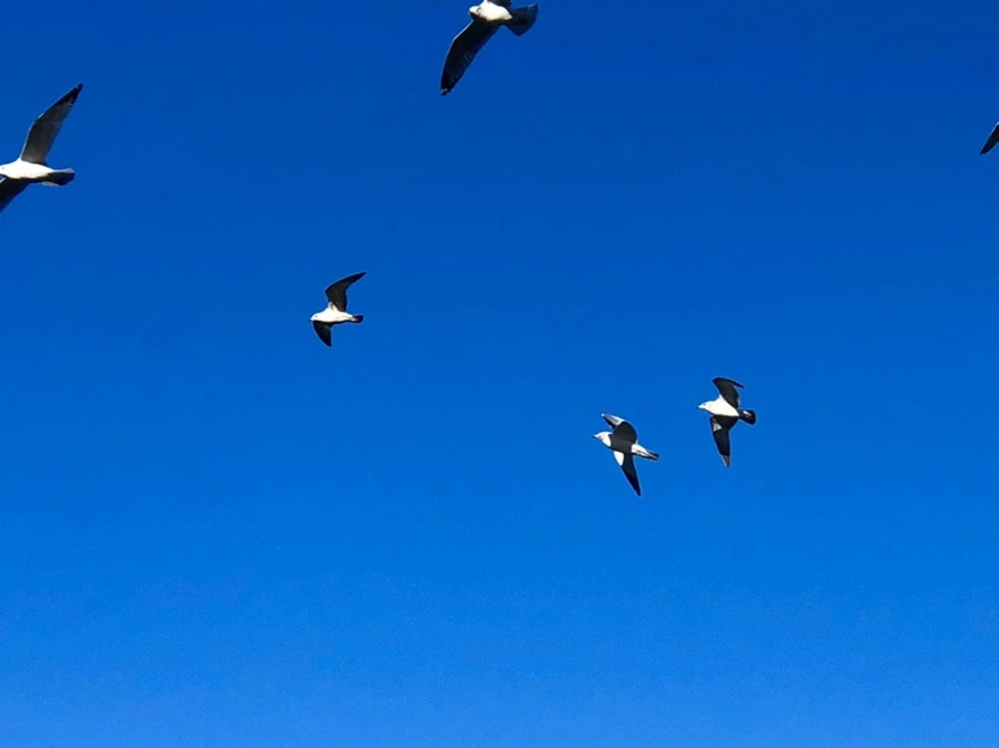 IMG_0558.jpg?type=w966