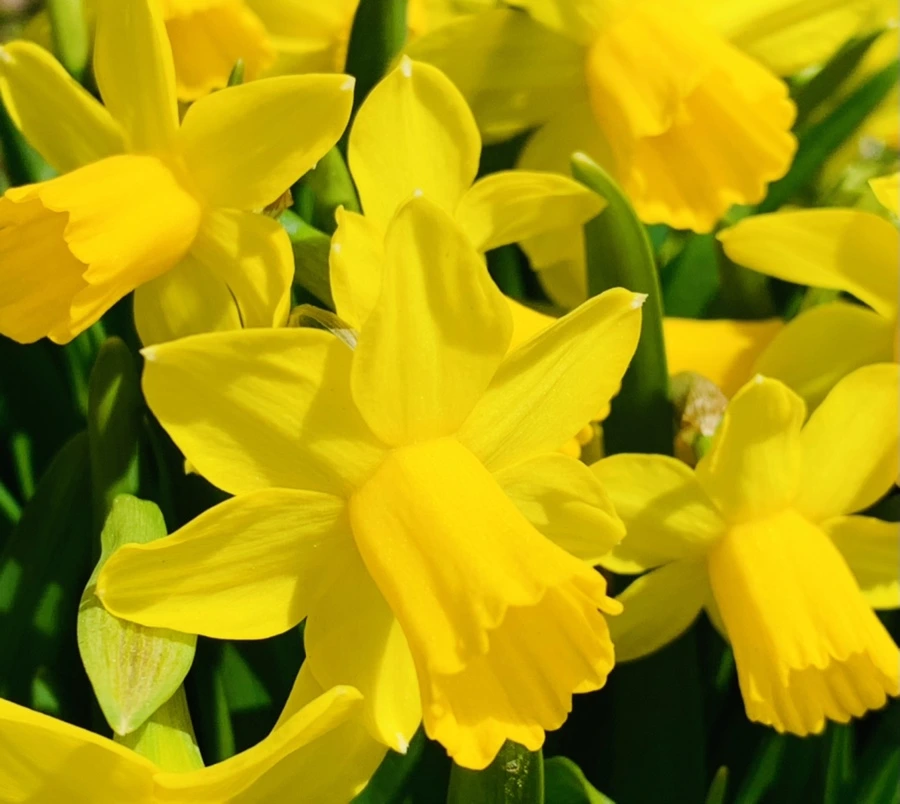 IMG_3262.jpg?type=w966