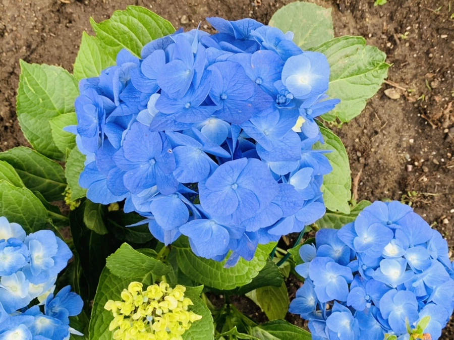 IMG_6002.jpg?type=w966