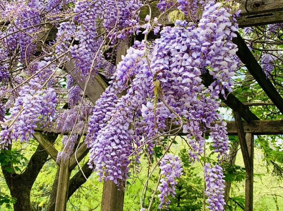 IMG_8773.jpg?type=w966