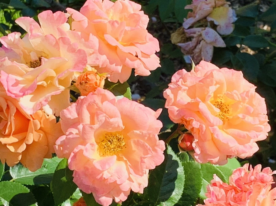 IMG_3137.jpg?type=w966