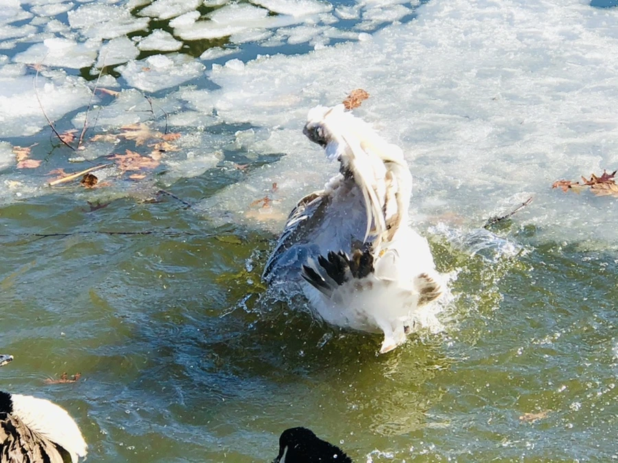 IMG_5246.jpg?type=w966