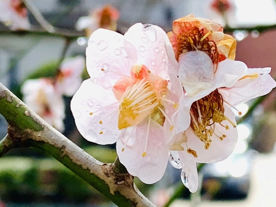 IMG_3984.jpg?type=w966