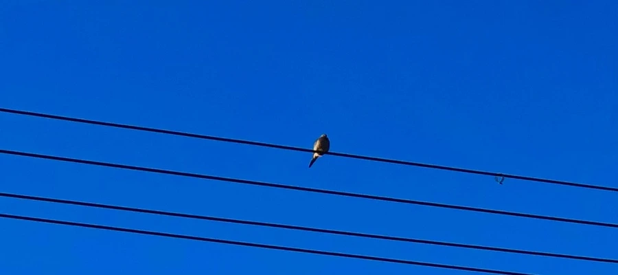 IMG_1164.jpg?type=w966