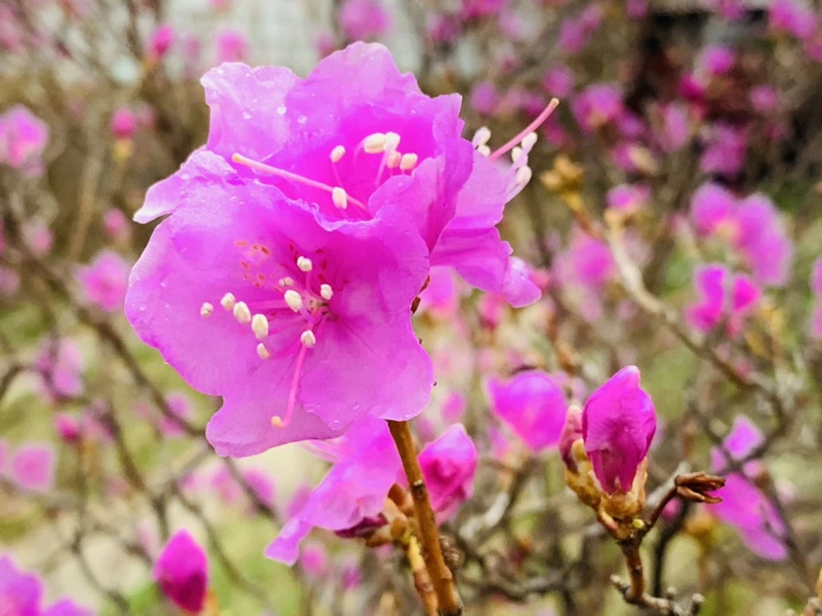 IMG_4779.jpg?type=w966