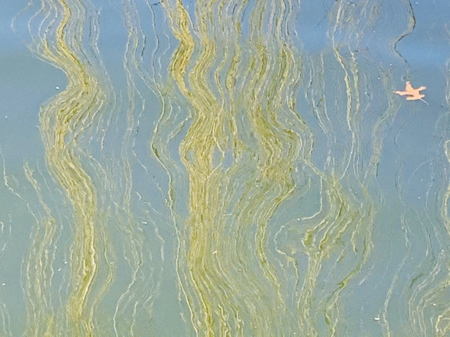 IMG_0586.jpg?type=w966