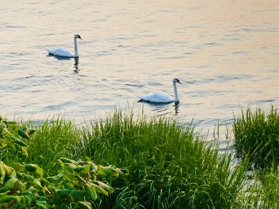 IMG_3615.jpg?type=w966