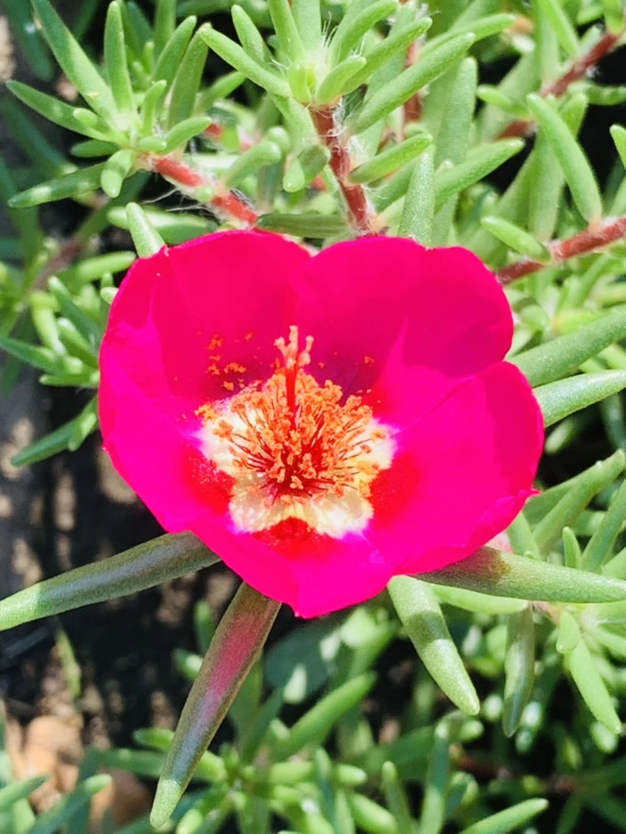 IMG_8393.jpg?type=w966