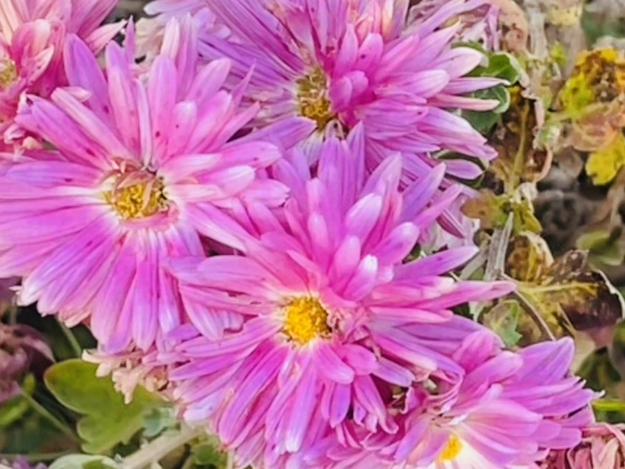 IMG_5901.jpg?type=w966