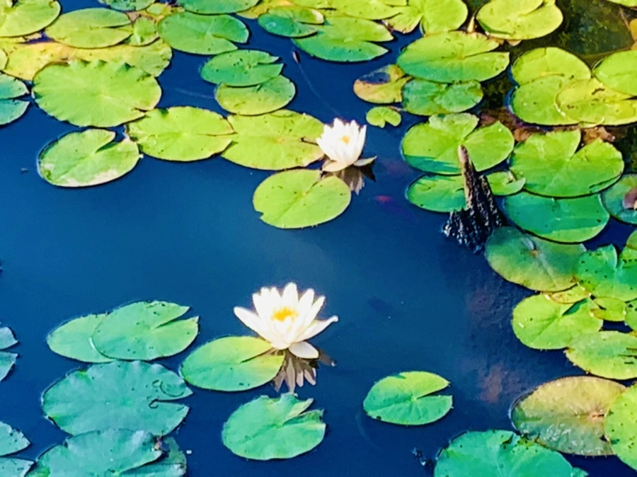 IMG_4296.jpg?type=w966