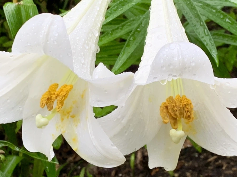 IMG_0120.jpg?type=w966