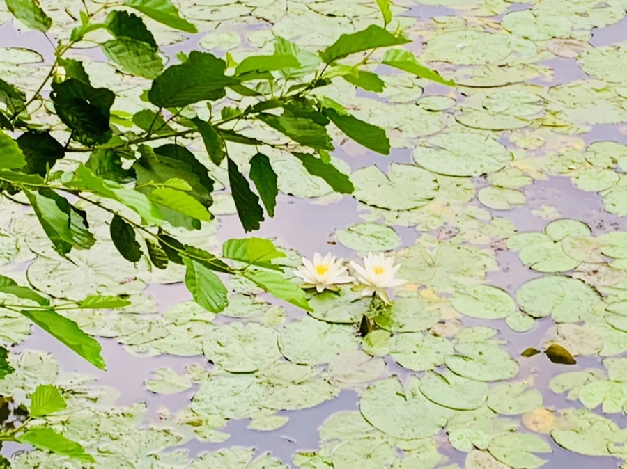 IMG_7833.jpg?type=w966