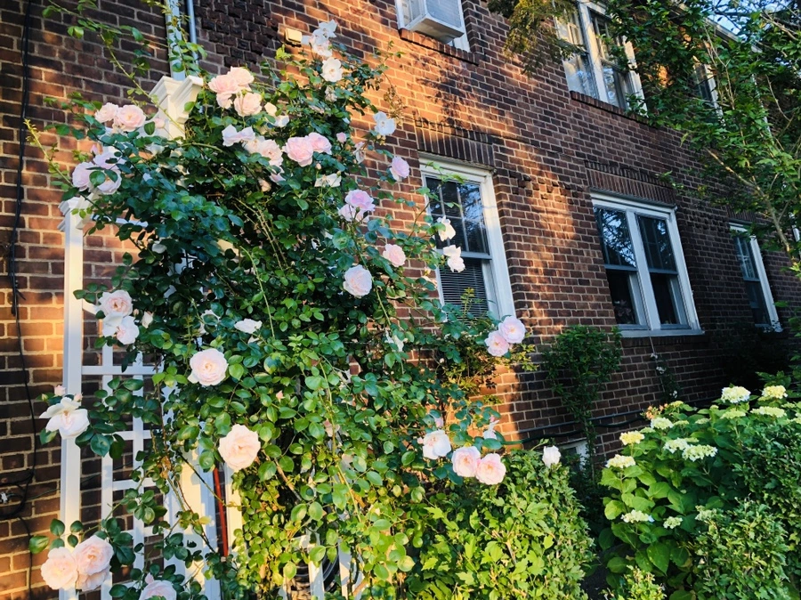 IMG_8781.jpg?type=w966