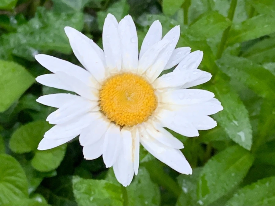 IMG_3490.jpg?type=w966