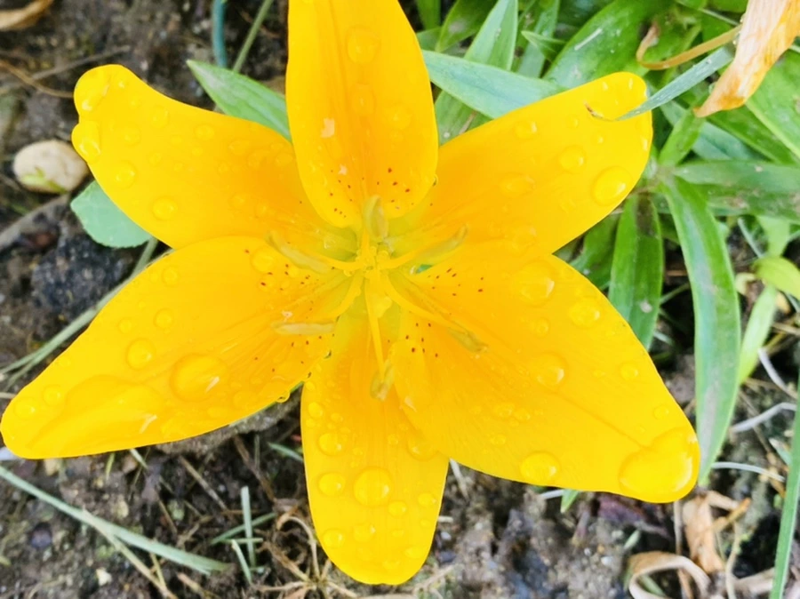 IMG_4799.jpg?type=w966