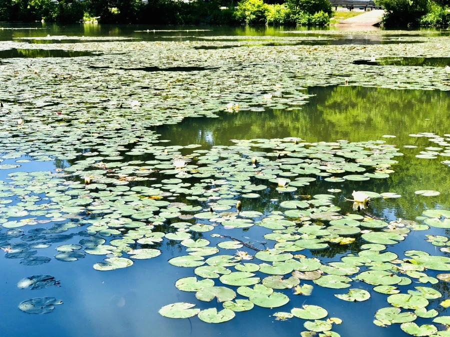 IMG_9733.jpg?type=w966