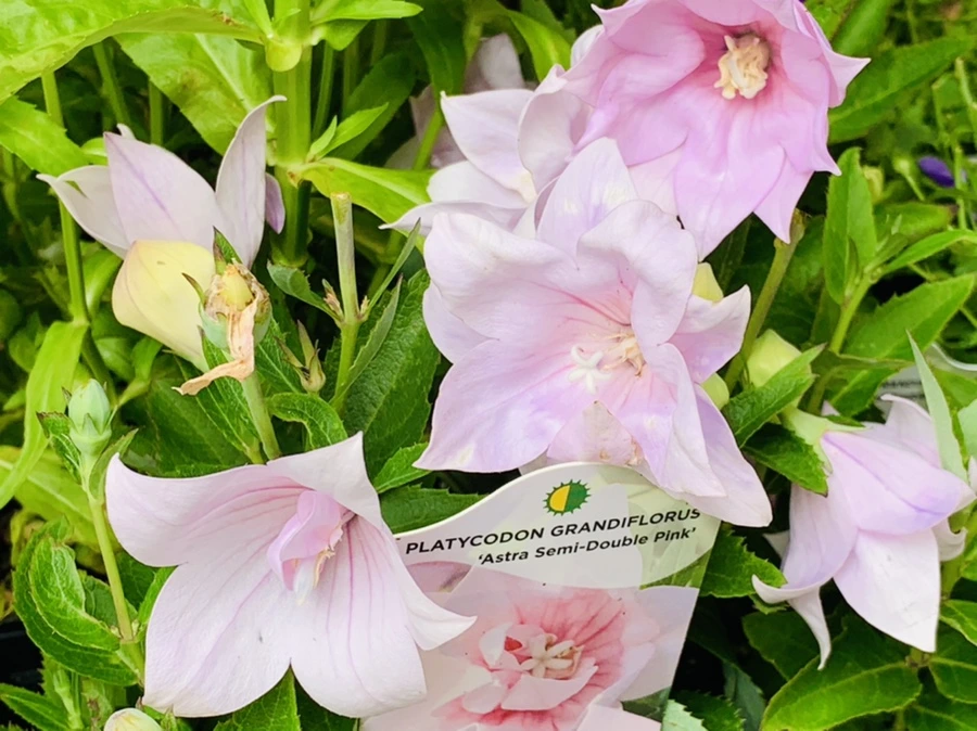 IMG_3330.jpg?type=w966