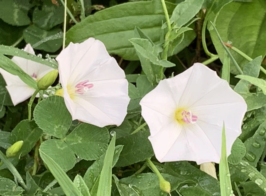 IMG_8972.jpg?type=w966