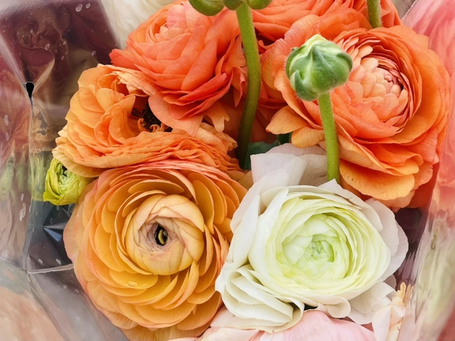 IMG_0865.jpg?type=w966