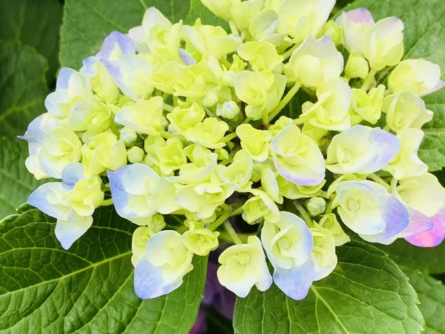 IMG_5736.jpg?type=w966