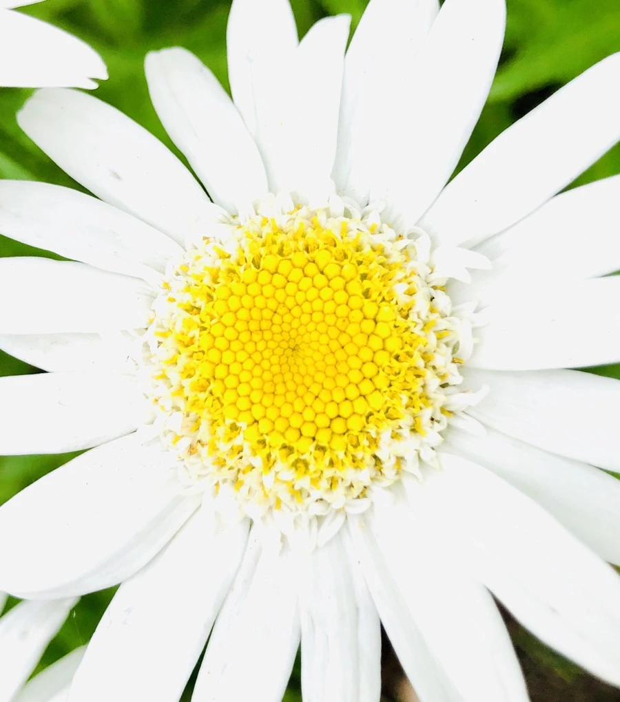 IMG_8794.jpg?type=w966