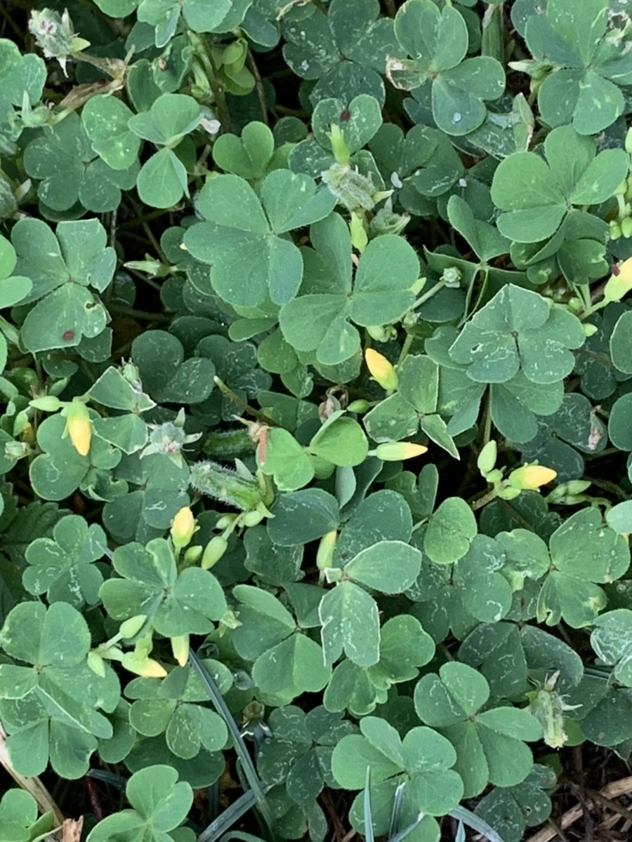 IMG_5907.jpg?type=w966