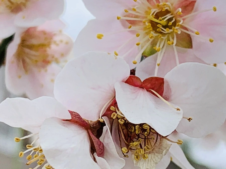 IMG_3549.jpg?type=w966