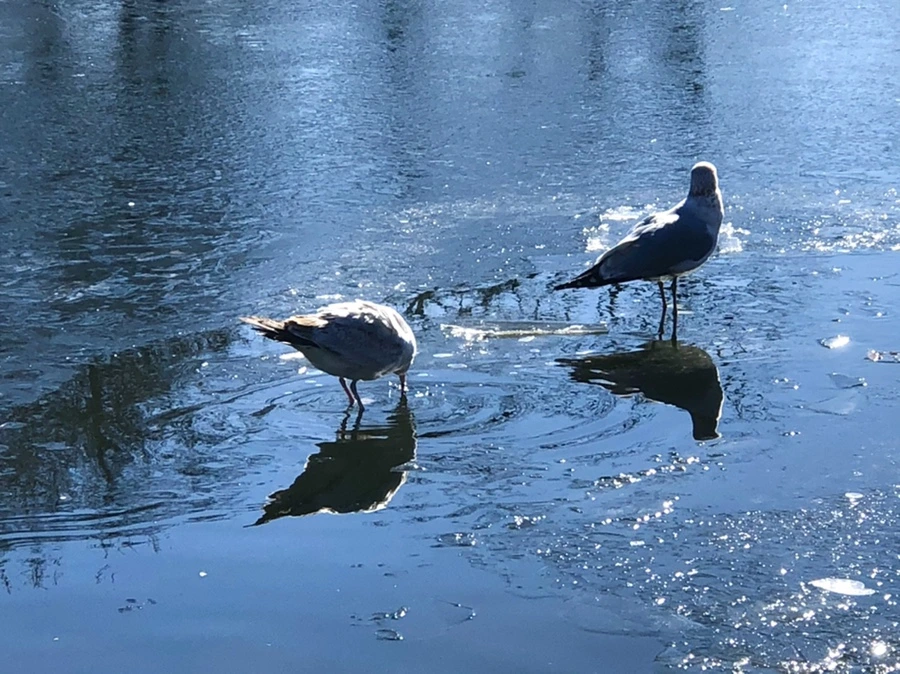 IMG_8091.jpg?type=w966