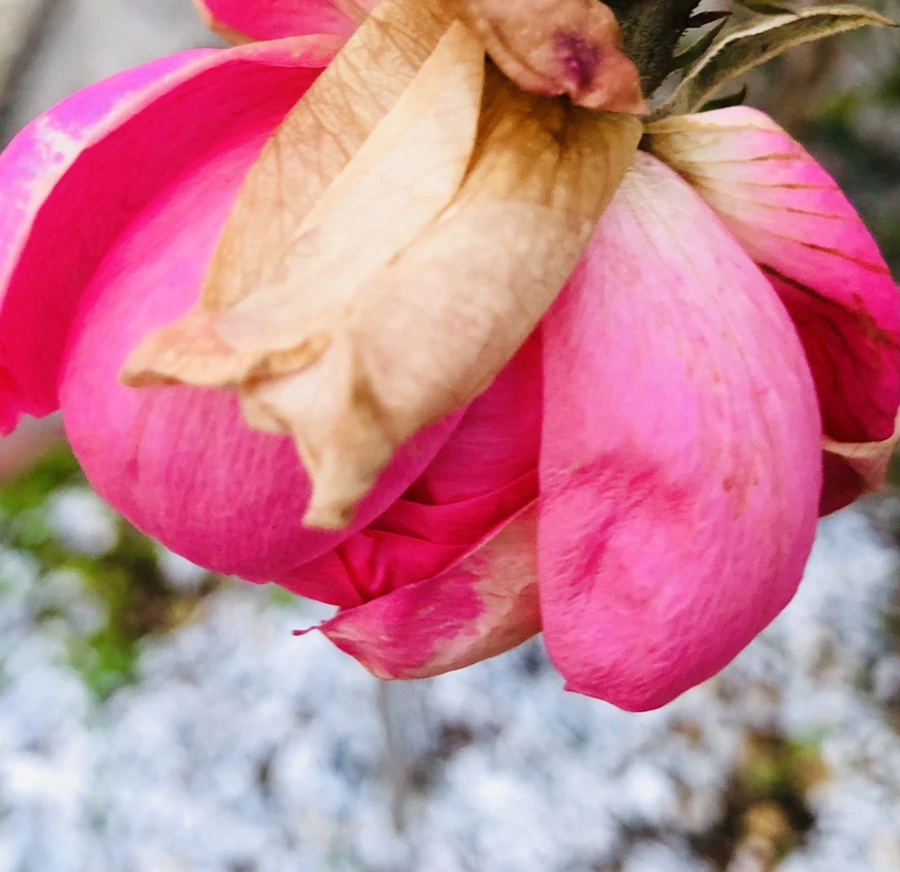 IMG_8196.jpg?type=w966