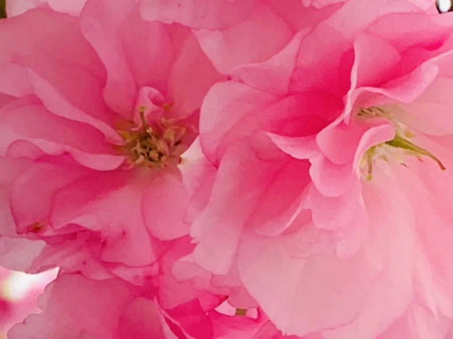 IMG_5504.jpg?type=w966