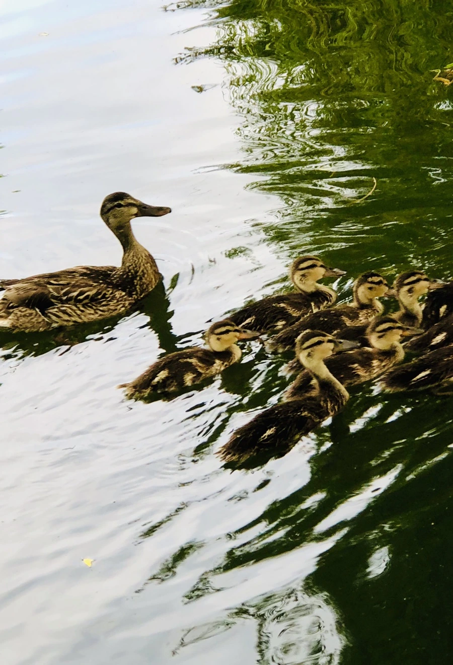 IMG_3132.jpg?type=w966