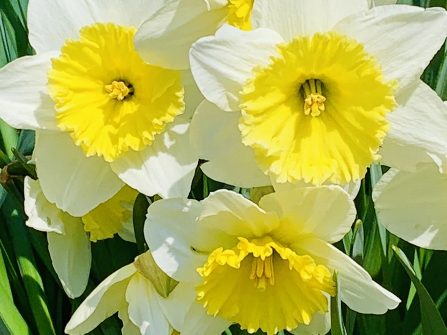 IMG_4289.jpg?type=w966